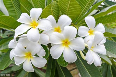 家裡種雞蛋花好嗎|雞蛋花盆栽怎麼養，手把手教你養殖雞蛋花盆栽